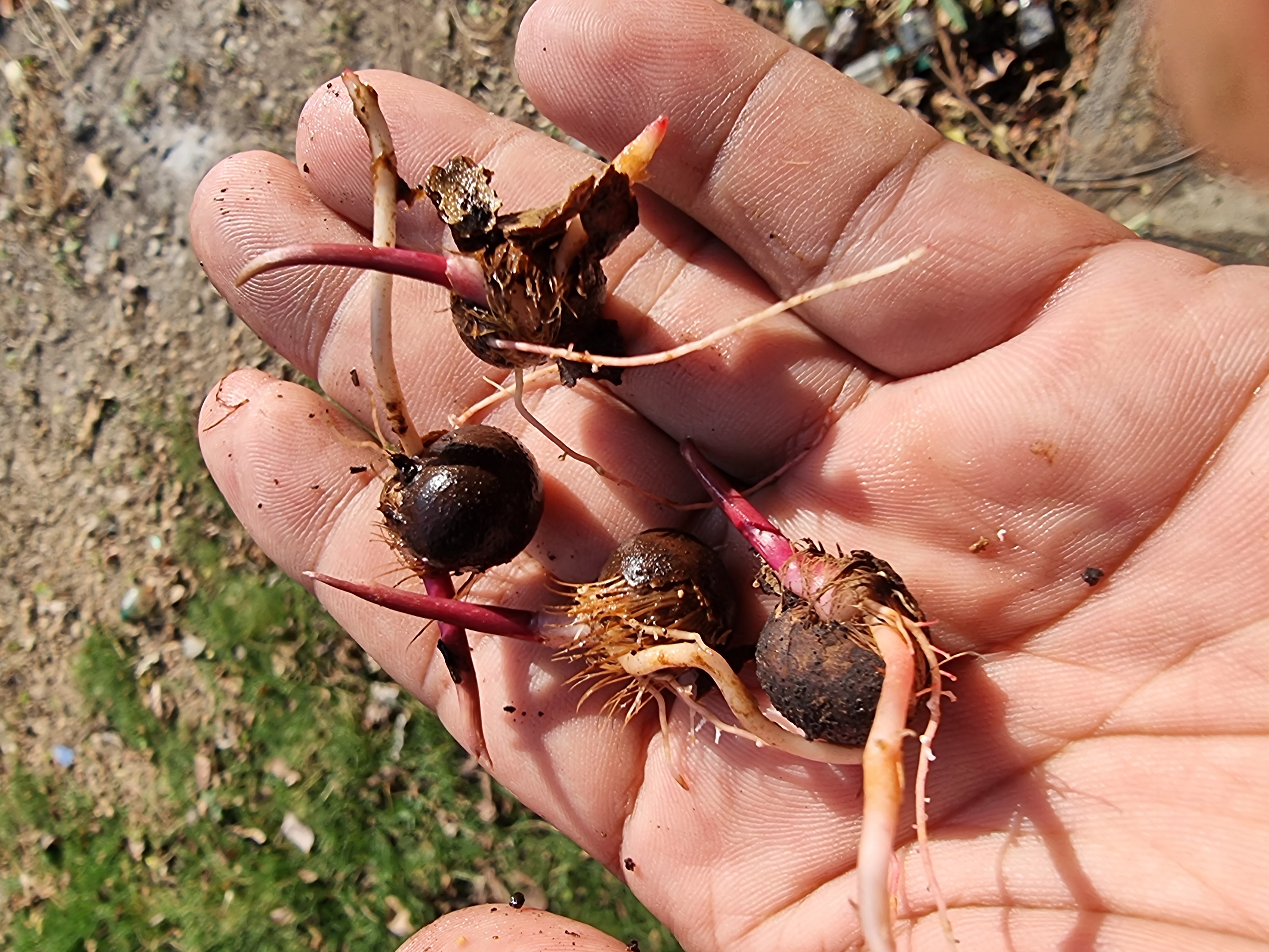 ต้นพร้อมงอกพร้อมปลูกลงถุงชำ